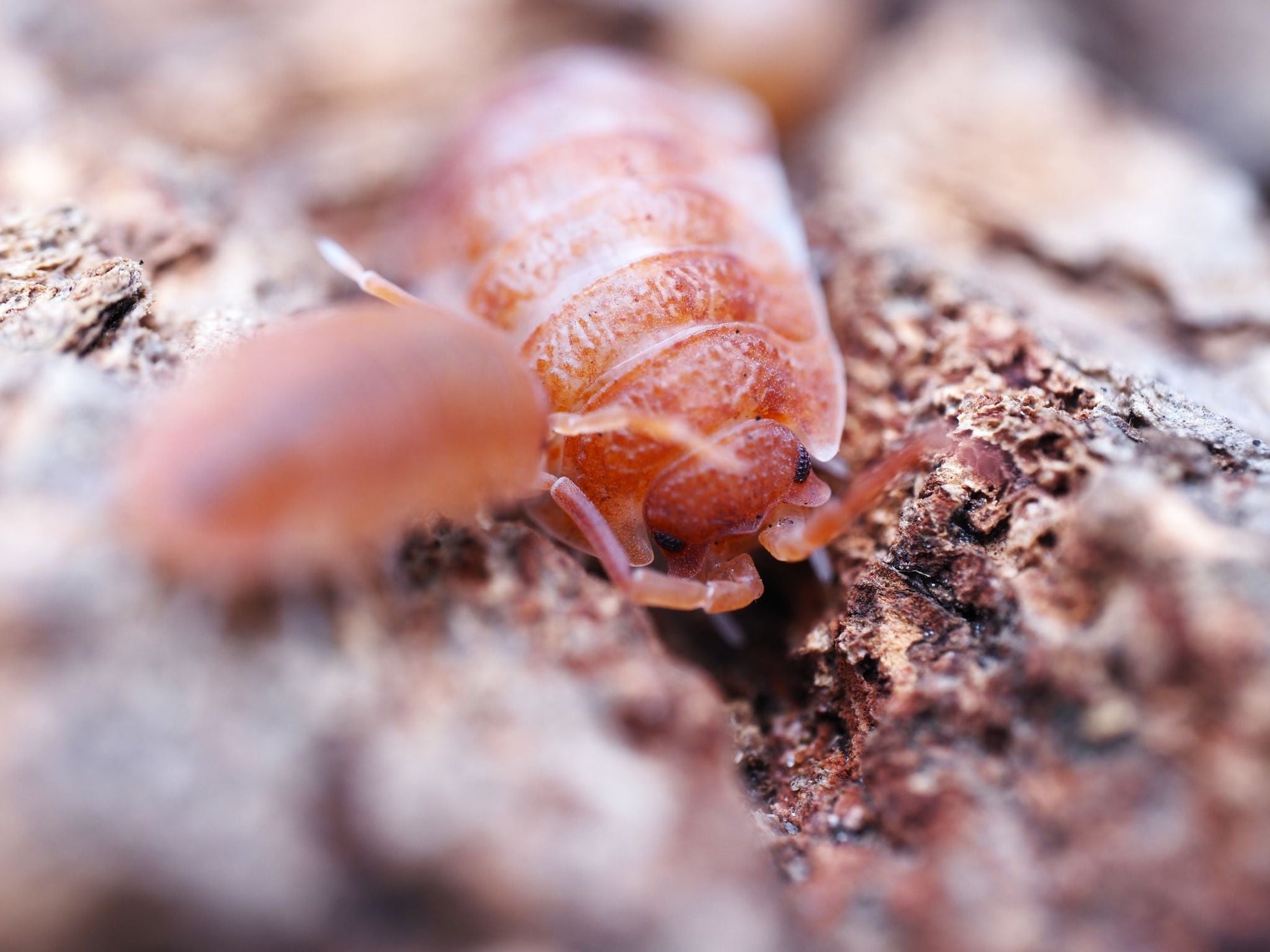 Orange Koi Isopods (Porcellio scaber) - IHEARTBUGS, INC.