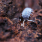 Oreo Crumble Isopods (Porcellionides pruinosus) - IHEARTBUGS, INC.