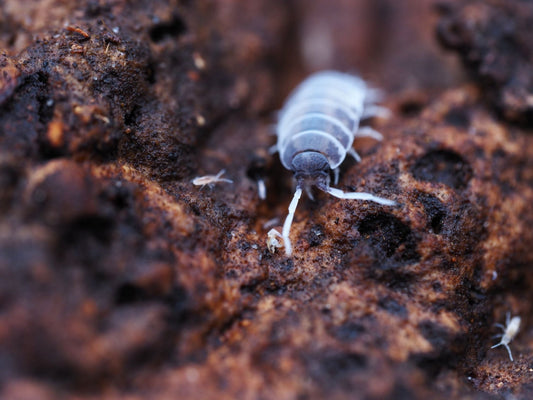 Oreo Crumble Isopods (Porcellionides pruinosus) - IHEARTBUGS, INC.