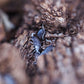 Oreo Crumble Isopods (Porcellionides pruinosus) - IHEARTBUGS, INC.