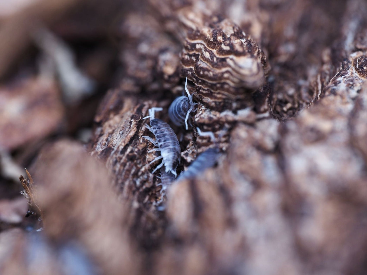 Oreo Crumble Isopods (Porcellionides pruinosus) - IHEARTBUGS, INC.