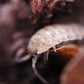 Orin's Calico Isopod (Porcellio scaber) - IHEARTBUGS, INC.