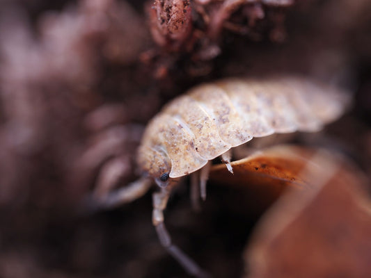 Orin's Calico Isopod (Porcellio scaber) - IHEARTBUGS, INC.