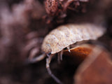 Orin's Calico Isopod (Porcellio scaber) - IHEARTBUGS, INC.