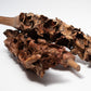 Palm Blossom Stalk - IHEARTBUGS, INC.