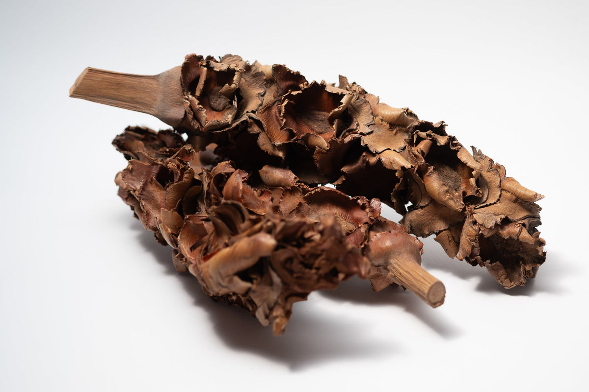 Palm Blossom Stalk - IHEARTBUGS, INC.