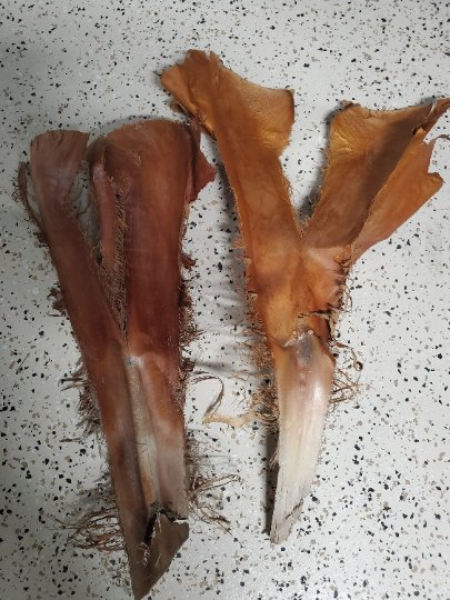 Six large, dried brown-orange Palm Leaf Bases by I Heart Bugs, with frayed edges and a rough, leathery texture, are laid flat on a speckled surface. Fibrous areas are visible along the torn sides.