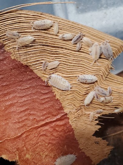Close-up of small, pale, oval insects on I Heart Bugs Palm Leaf Bases/Palm Bark (6 pieces), their creamy white bodies contrasting with the textured, fibrous surface as they crawl across the layered product.