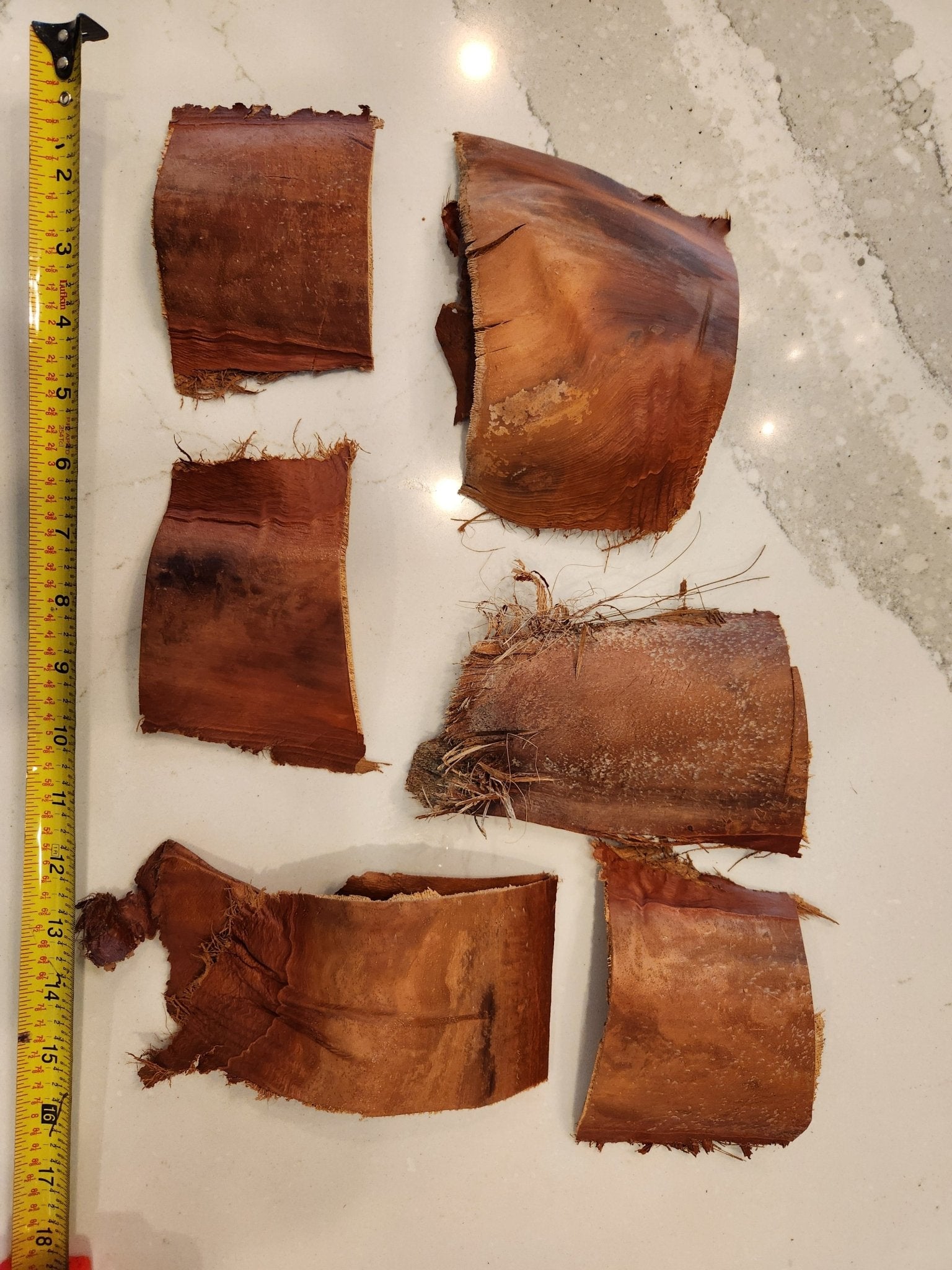 Six pieces of Palm Leaf Bases/Palm Bark by I Heart Bugs, each 3-6 inches long, are displayed on a white marbled surface with a tape measure for scale. The rough, reddish-brown bark is perfect for isopod hides due to its fibrous texture and uneven edges.