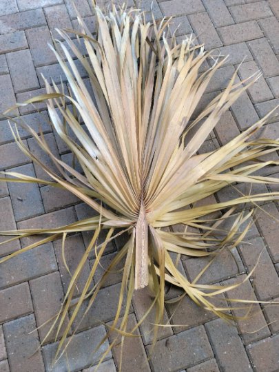 The I Heart Bugs Palm Leaves are large, dried, fan-shaped fronds perfect for enriching isopod bins or bioactive enclosures. Shown here on interlocking gray and brown bricks in a herringbone pattern.