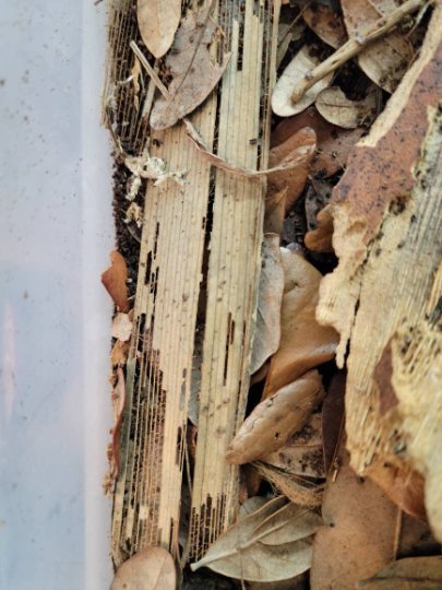 A close-up of I Heart Bugs Palm Leaves shows decaying wood and dry brown leaves with insect-made holes—perfect for isopod bins or bioactive enclosures. The scene features a translucent plastic edge on the left side.