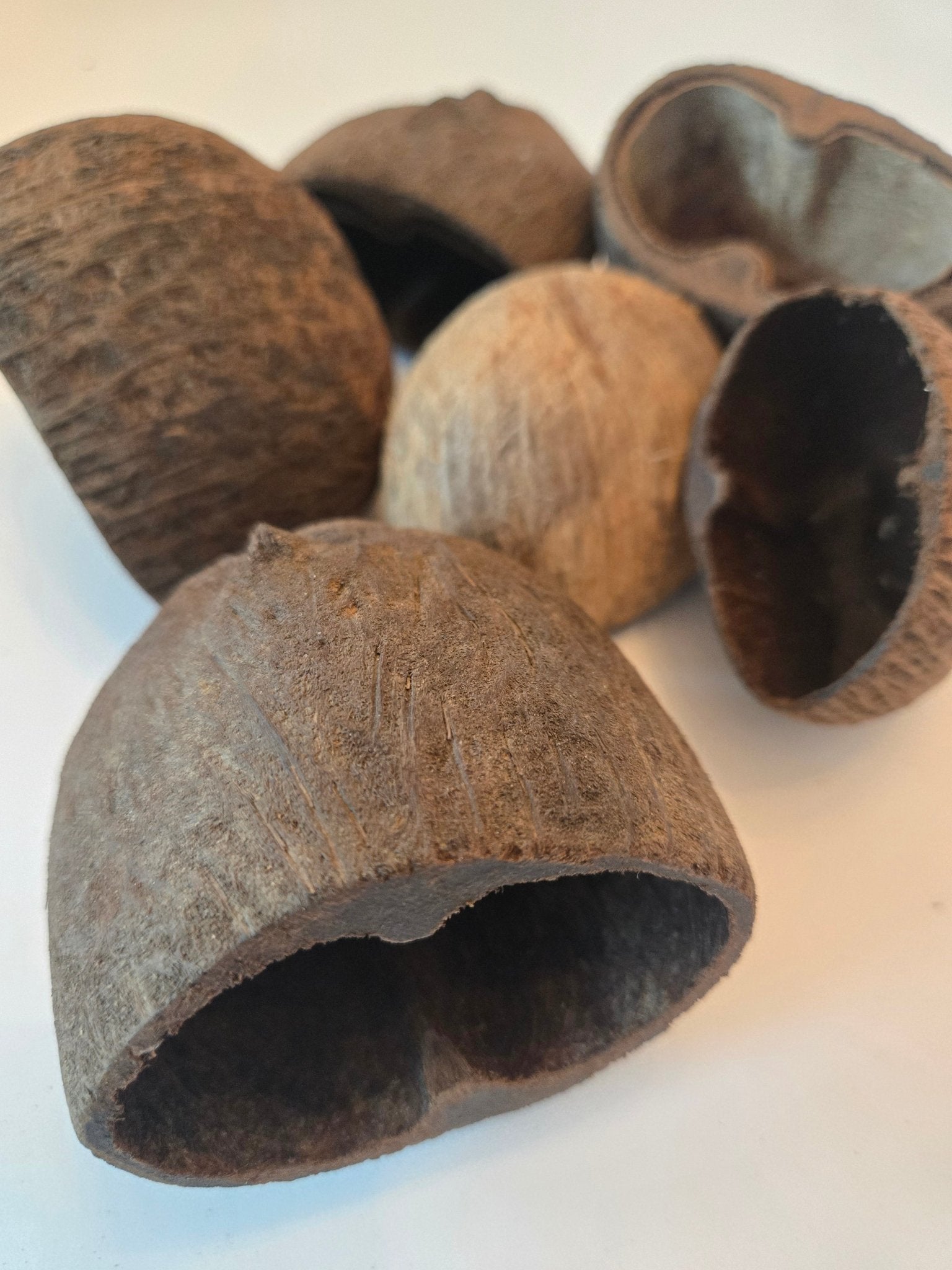 Palm Pods - IHEARTBUGS, INC.