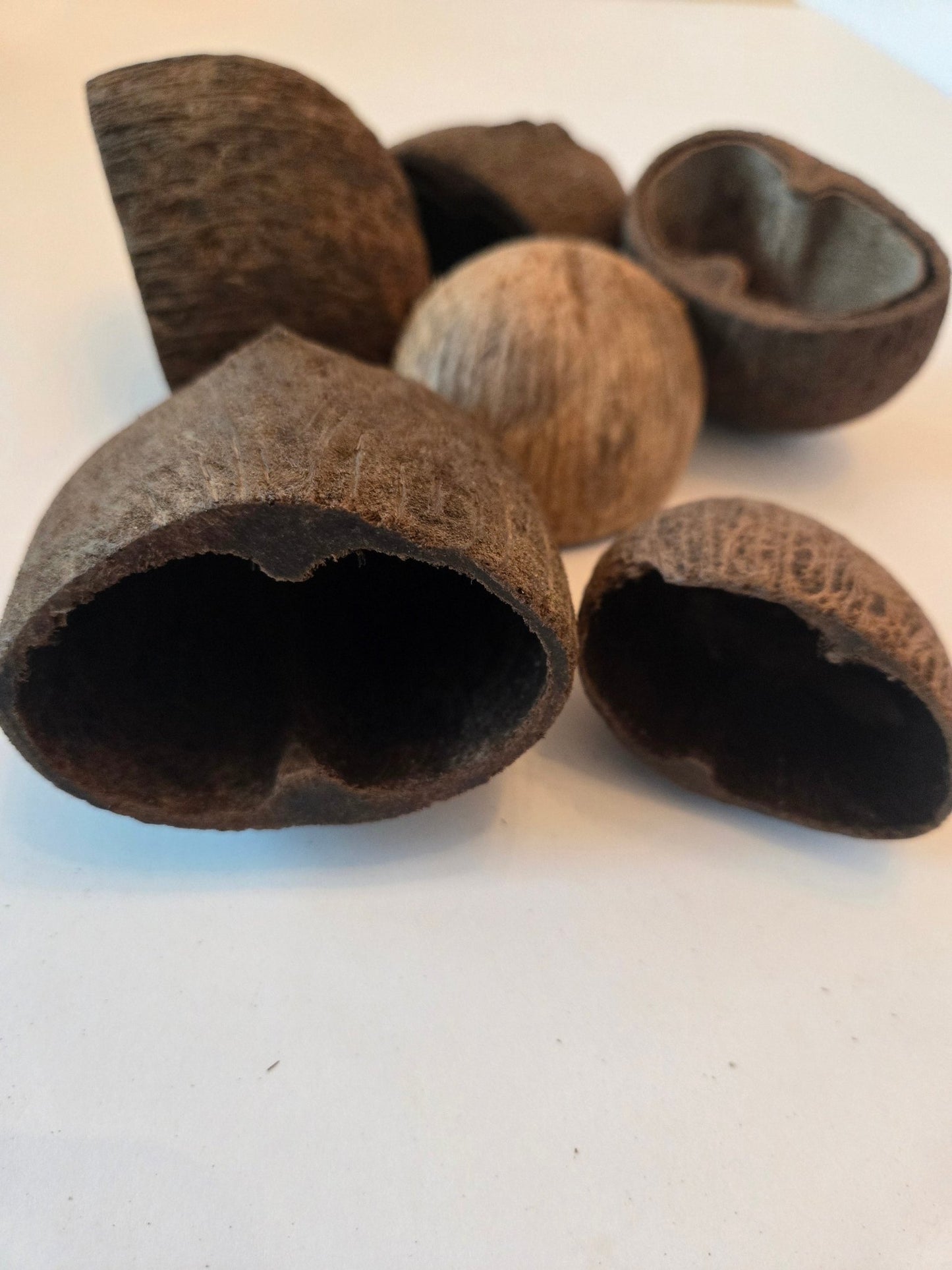Palm Pods - IHEARTBUGS, INC.
