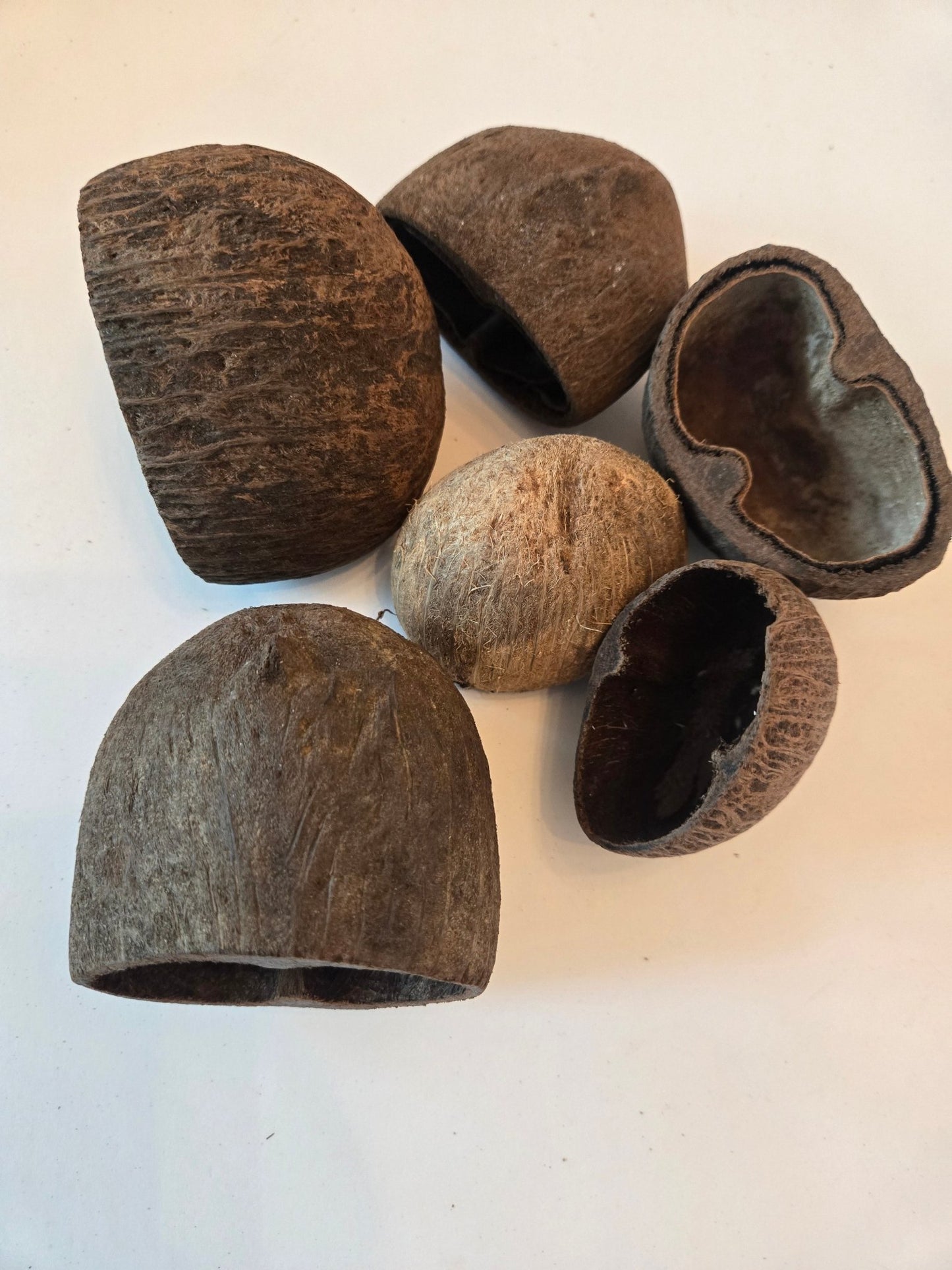 Palm Pods - IHEARTBUGS, INC.