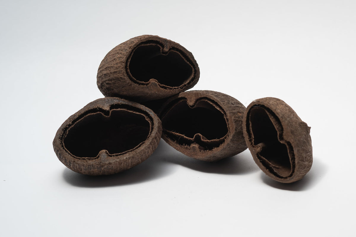 Palm Pods - IHEARTBUGS, INC.