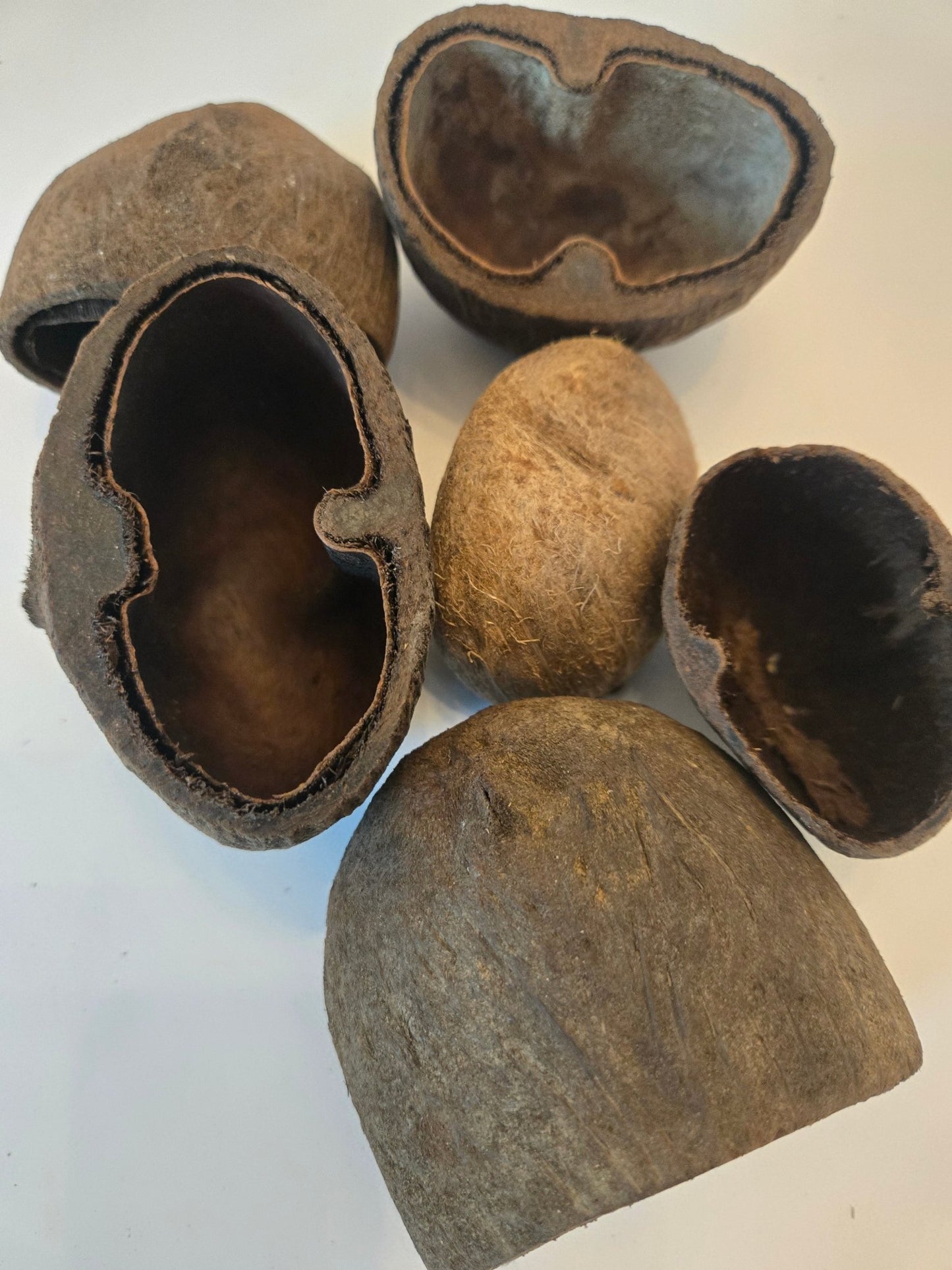 Palm Pods - IHEARTBUGS, INC.