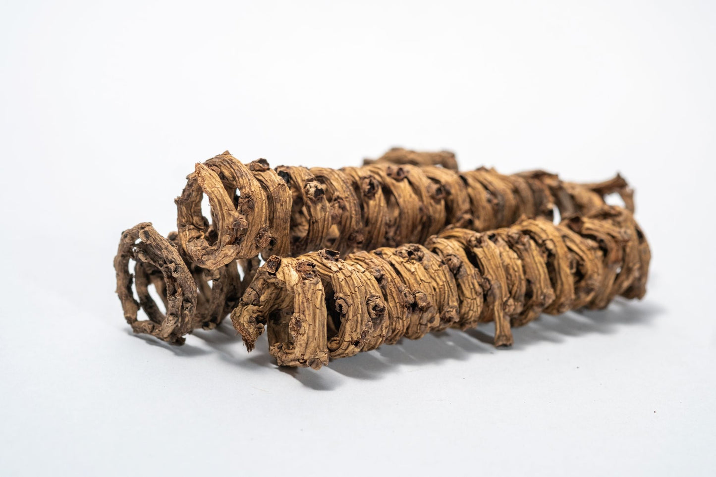 Palm Tail Spring - 3 Count - IHEARTBUGS, INC.