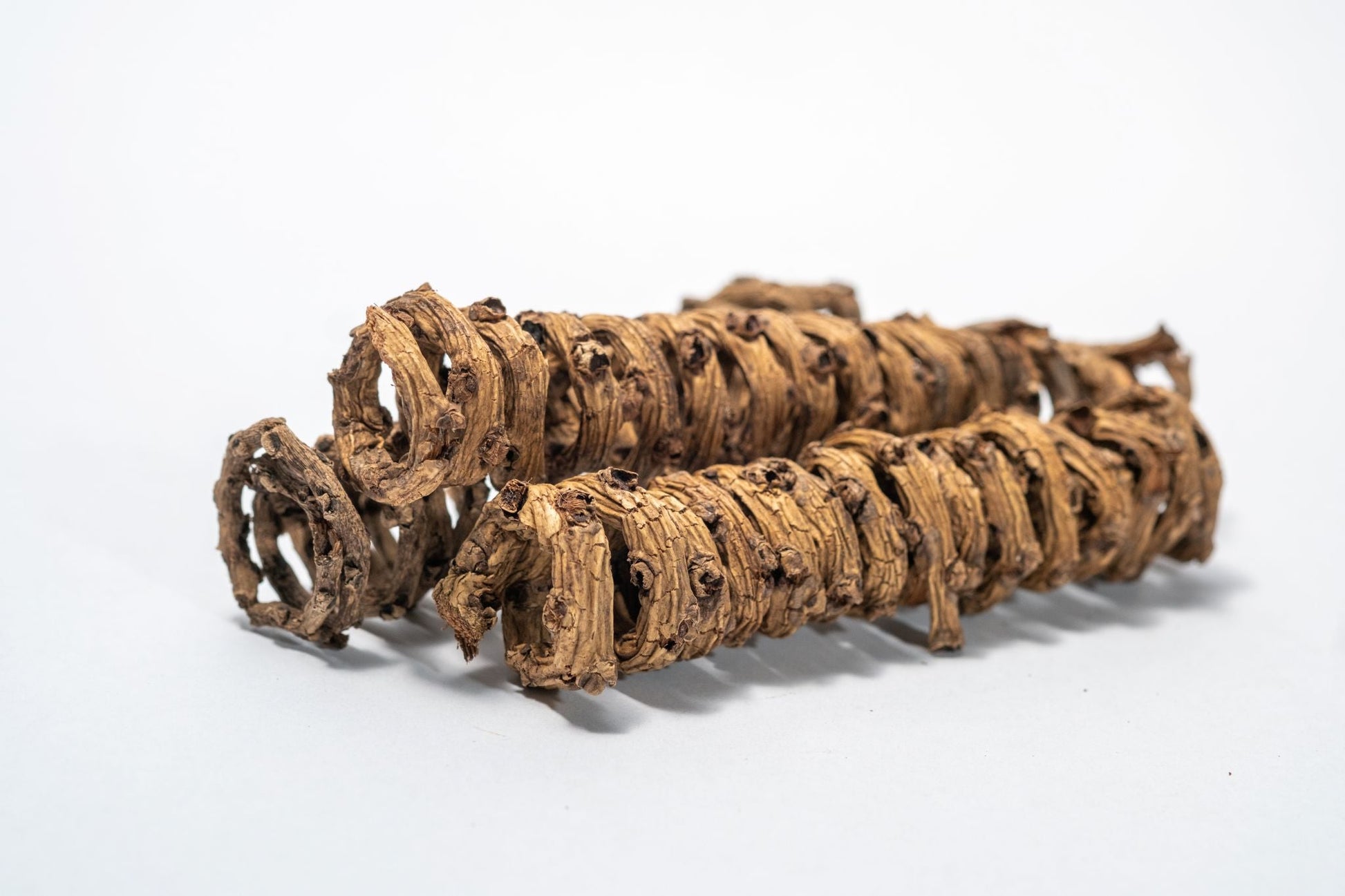 Palm Tail Spring - 3 Count - IHEARTBUGS, INC.