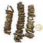 Three Palm Tail Spring segments by I Heart Bugs, each with a rough brown texture and hollow centers, are arranged vertically beside a U.S. quarter for scale—unique aquarium decor for natural displays.