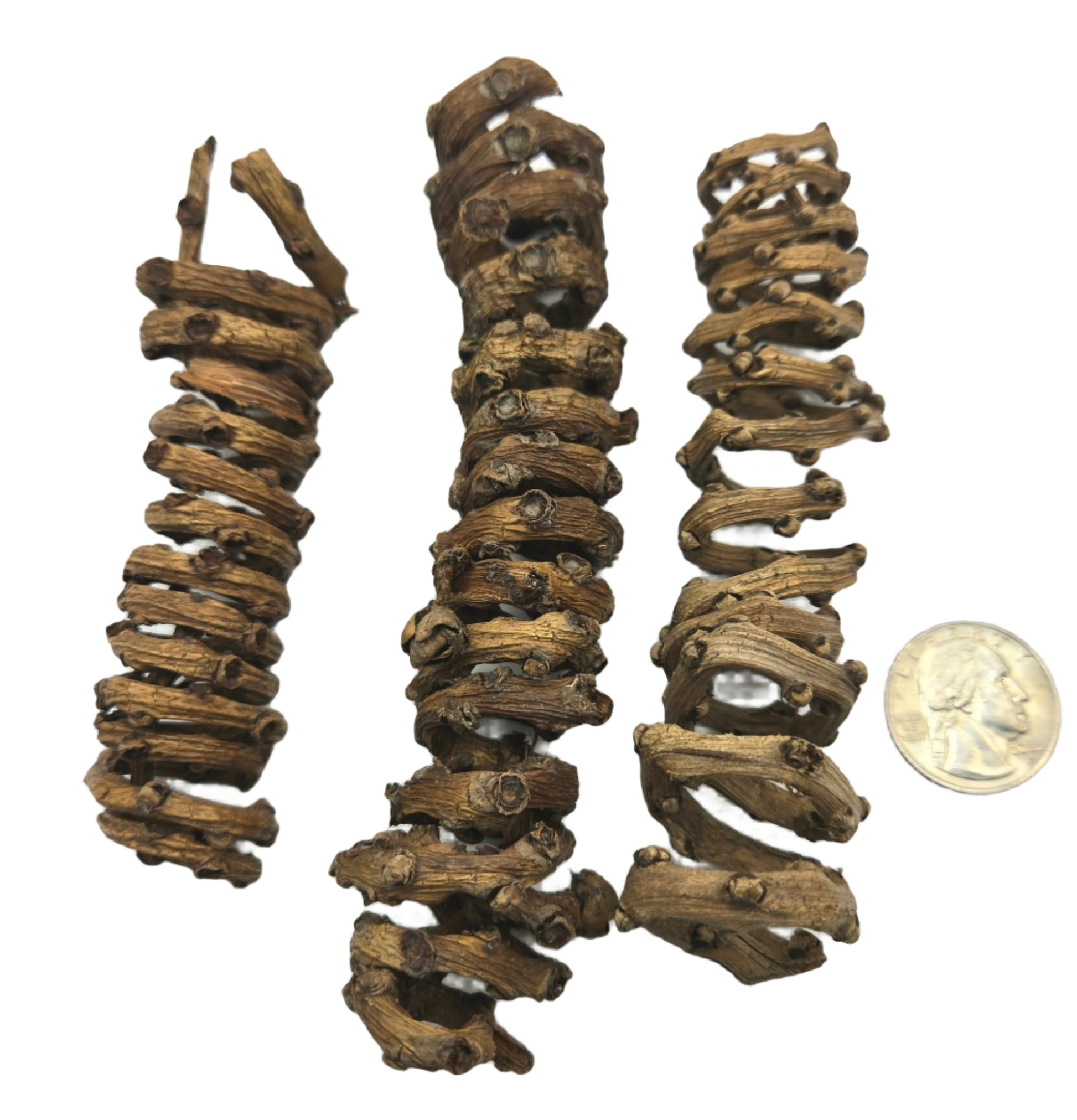 Three Palm Tail Spring segments by I Heart Bugs, each with a rough brown texture and hollow centers, are arranged vertically beside a U.S. quarter for scale—unique aquarium decor for natural displays.
