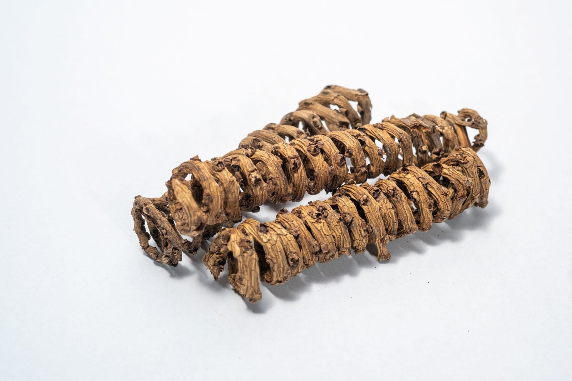 Palm Tail Spring - 3 Count - IHEARTBUGS, INC.