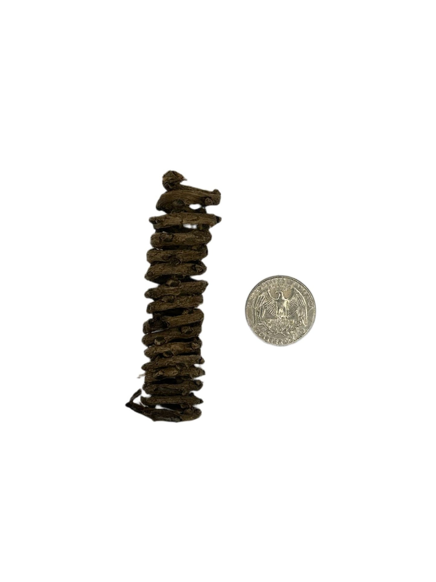 Palm Tail Spring - 3 Count - IHEARTBUGS, INC.