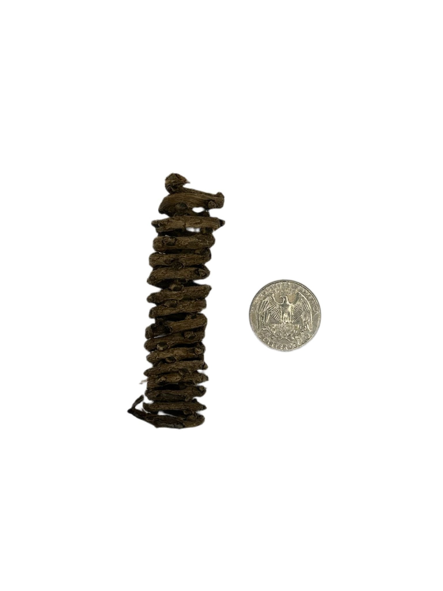 Palm Tail Spring - 3 Count - IHEARTBUGS, INC.