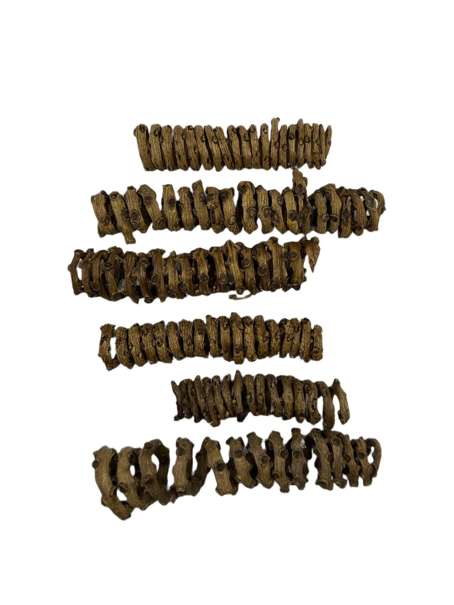 Palm Tail Spring - 3 Count - IHEARTBUGS, INC.