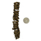 Palm Tail Spring - 3 Count - IHEARTBUGS, INC.