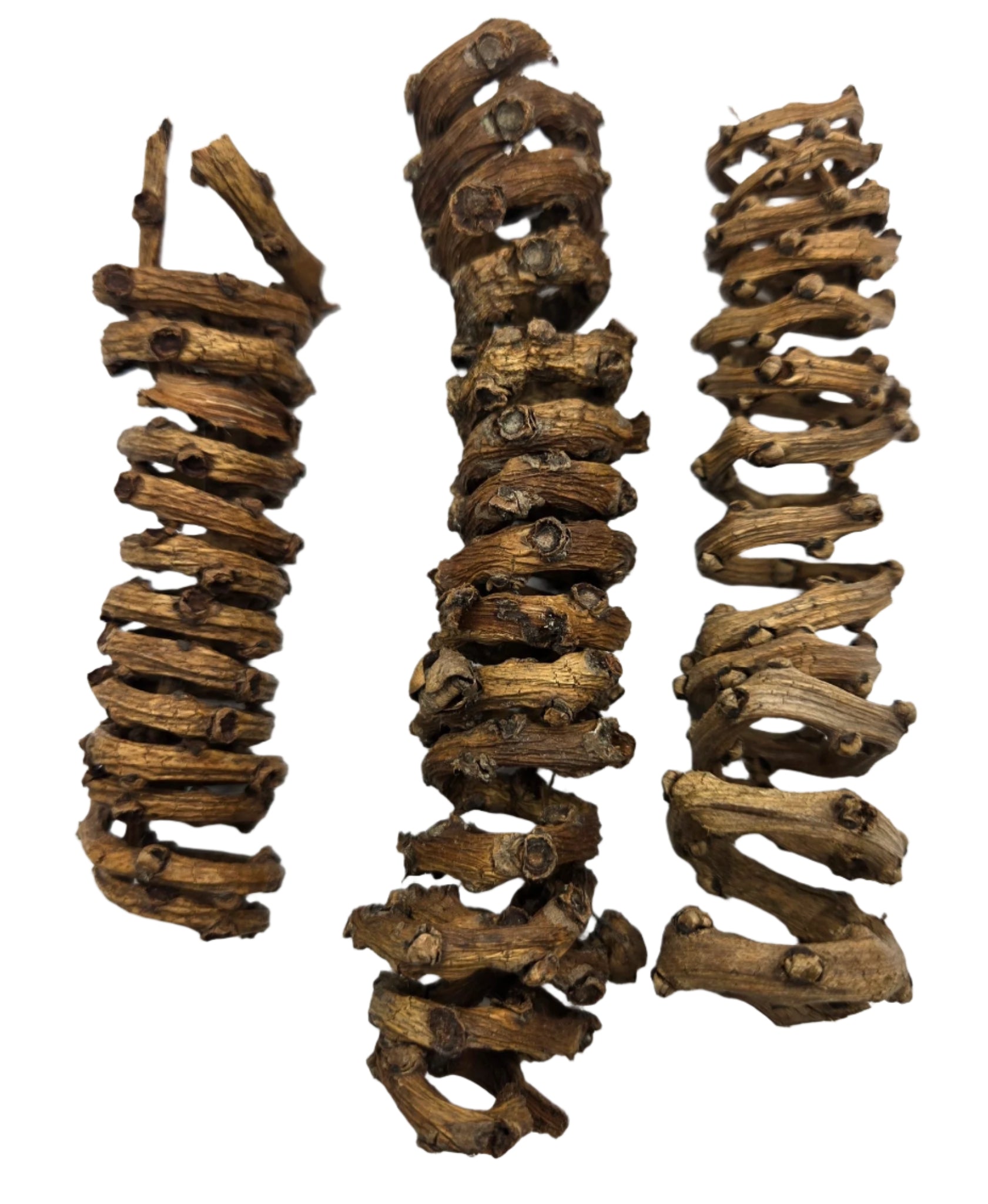 Three dried, brown Palm Tail Spring roots by I Heart Bugs (3 Count) are displayed vertically on a white background, showcasing their spiral shapes, knobby joints, and rough, textured surfaces.