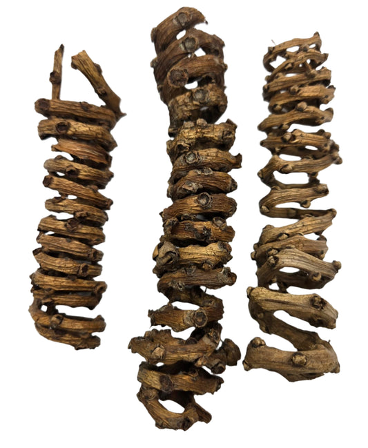 Three dried, brown Palm Tail Spring roots by I Heart Bugs (3 Count) are displayed vertically on a white background, showcasing their spiral shapes, knobby joints, and rough, textured surfaces.