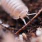Papaya Isopods (Cubaris murina) - IHEARTBUGS, INC.