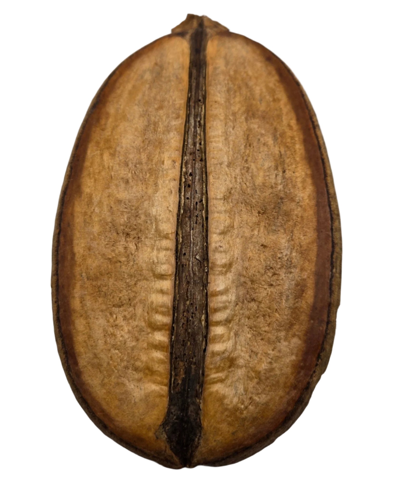 A close-up of a single Para Para Pod by I Heart Bugs, oval-shaped and brown in its textured shell, isolated on white—ideal as unique aquarium botanicals or bioactive terrarium decor.