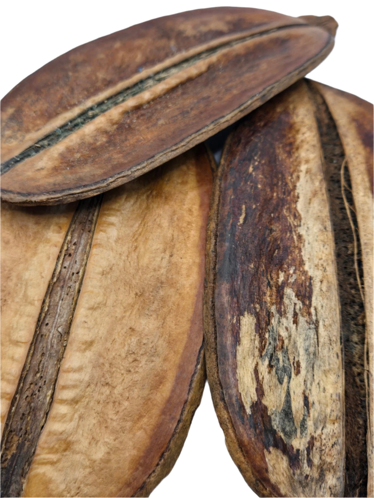 Close-up of three I Heart Bugs Para Para Pods, known aquarium botanicals and terrarium decor. Their rough, textured brown surfaces with prominent seams and natural markings overlap on a white background.