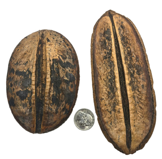 Two large, oval, brown-black mottled I Heart Bugs Para Para Pods with long vertical splits are displayed side by side on a white background beside a U.S. quarter for scale—unique, bioactive terrarium décor or aquarium botanicals.