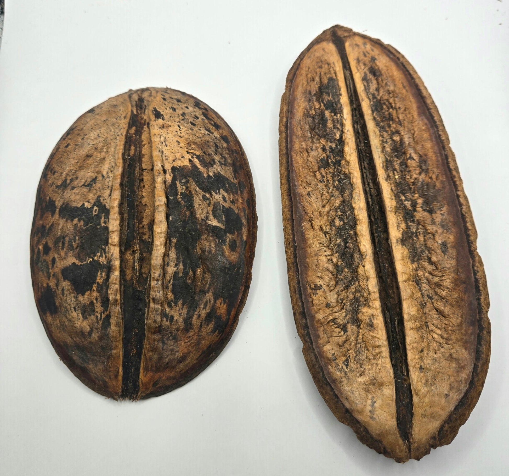 Two large I Heart Bugs Para Para Pods, known as aquarium botanicals and terrarium decor, rest on a white background. The left pod is shorter and rounder with dark spots; the right is longer and evenly colored.