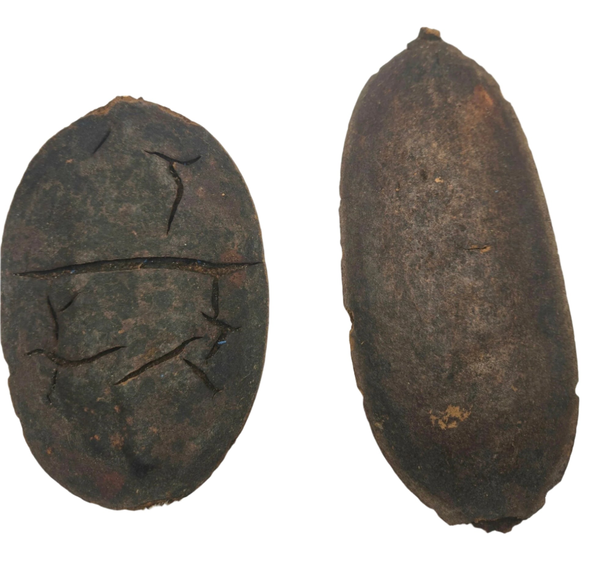Two dark brown, oval-shaped I Heart Bugs Para Para Pods are side by side on a white background—the left one is cracked and rough, while the right is smoother—perfect for aquarium botanicals or bioactive terrarium decor.