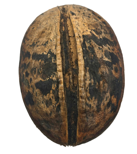 A close-up of a single, round Para Para Pod by I Heart Bugs with brown-black mottled, rough shell and vertical split, ideal as aquarium botanical or bioactive terrarium decor, isolated on white background.