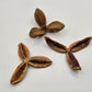 Pau Terra Estrela Seed Pods - 3 count - IHEARTBUGS, INC.