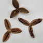 Pau Terra Estrela Seed Pods - 3 count - IHEARTBUGS, INC.