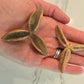 Pau Terra Estrela Seed Pods - 3 count - IHEARTBUGS, INC.