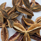 Pau Terra Estrela Seed Pods - 3 count - IHEARTBUGS, INC.