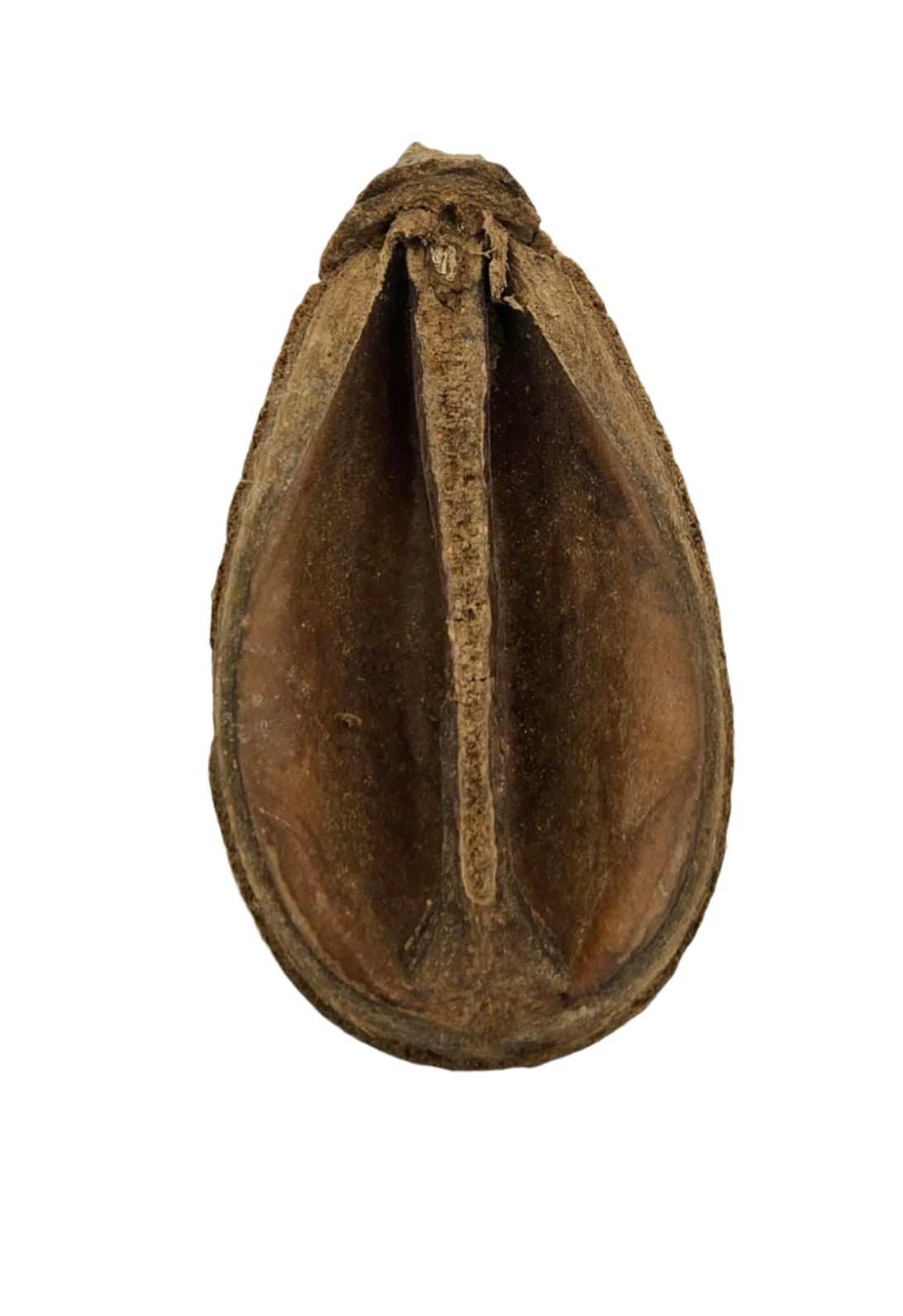 A close-up of an oval, dried Pear Pod by I Heart Bugs shows its rough, woody texture and split seam—perfect natural decor for aquariums or bioactive terrariums. Product: Pear Pods - 3 count. Shown against a white background.