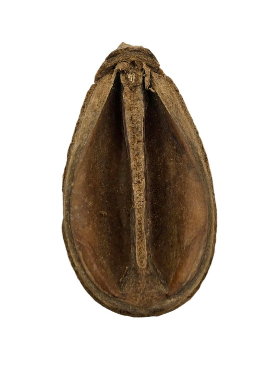 A close-up of an oval, dried Pear Pod by I Heart Bugs shows its rough, woody texture and split seam—perfect natural decor for aquariums or bioactive terrariums. Product: Pear Pods - 3 count. Shown against a white background.