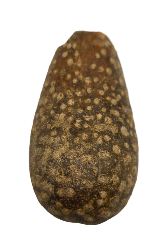 I Heart Bugs Pear Pods (3 count) are brown, oblong seeds with rough surfaces and tan spots. Shown against a white background, they taper at one end and are hard, making them perfect as natural aquarium decor.