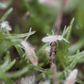 Pink Tropical Springtails (Coecobrya communis) - IHEARTBUGS, INC.