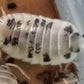 Porcellio laevis "Dairy Cow" - IHEARTBUGS, INC.