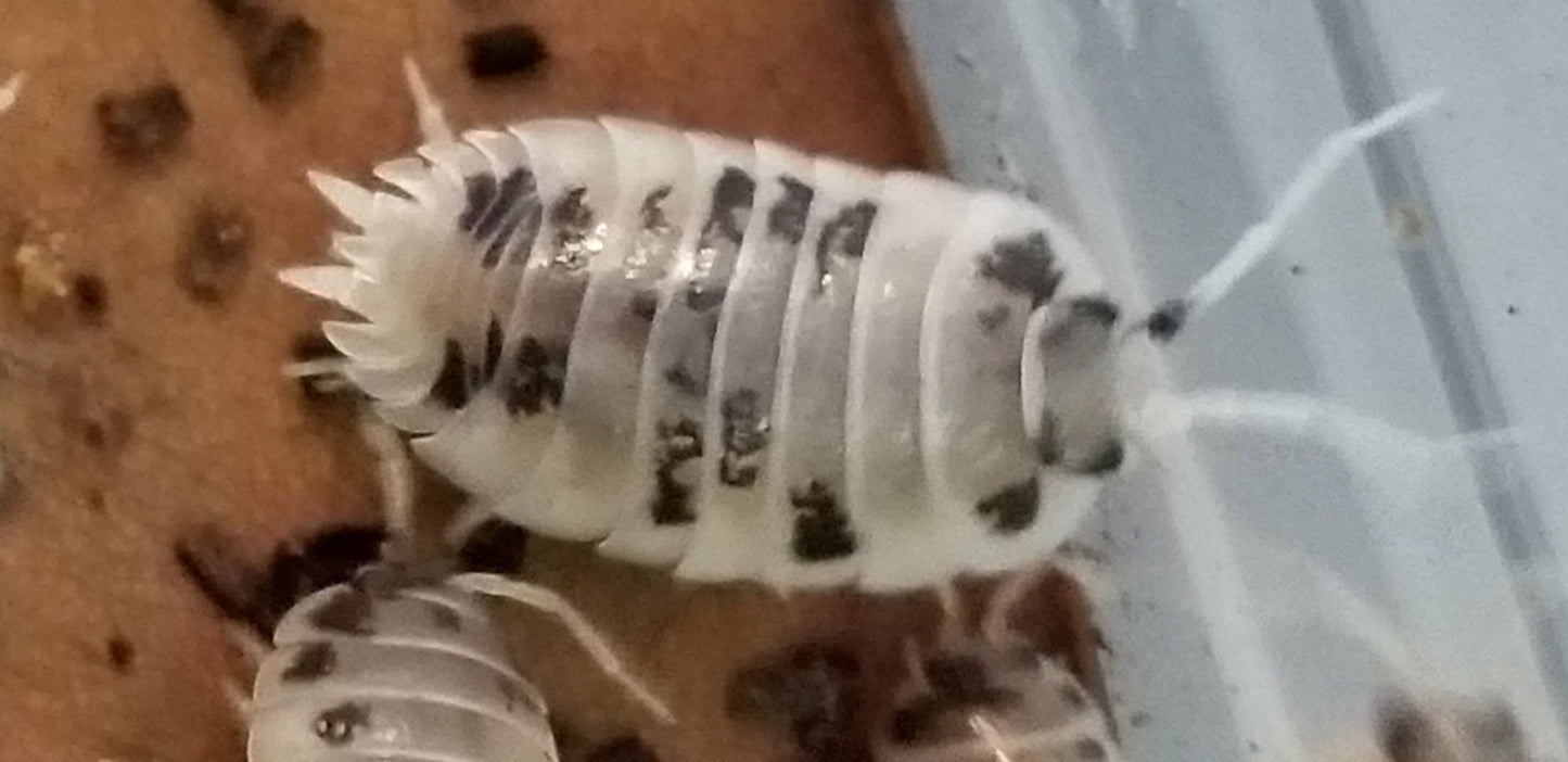 Porcellio laevis "Dairy Cow" - IHEARTBUGS, INC.