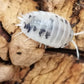 Porcellio laevis "Dairy Cow" - IHEARTBUGS, INC.