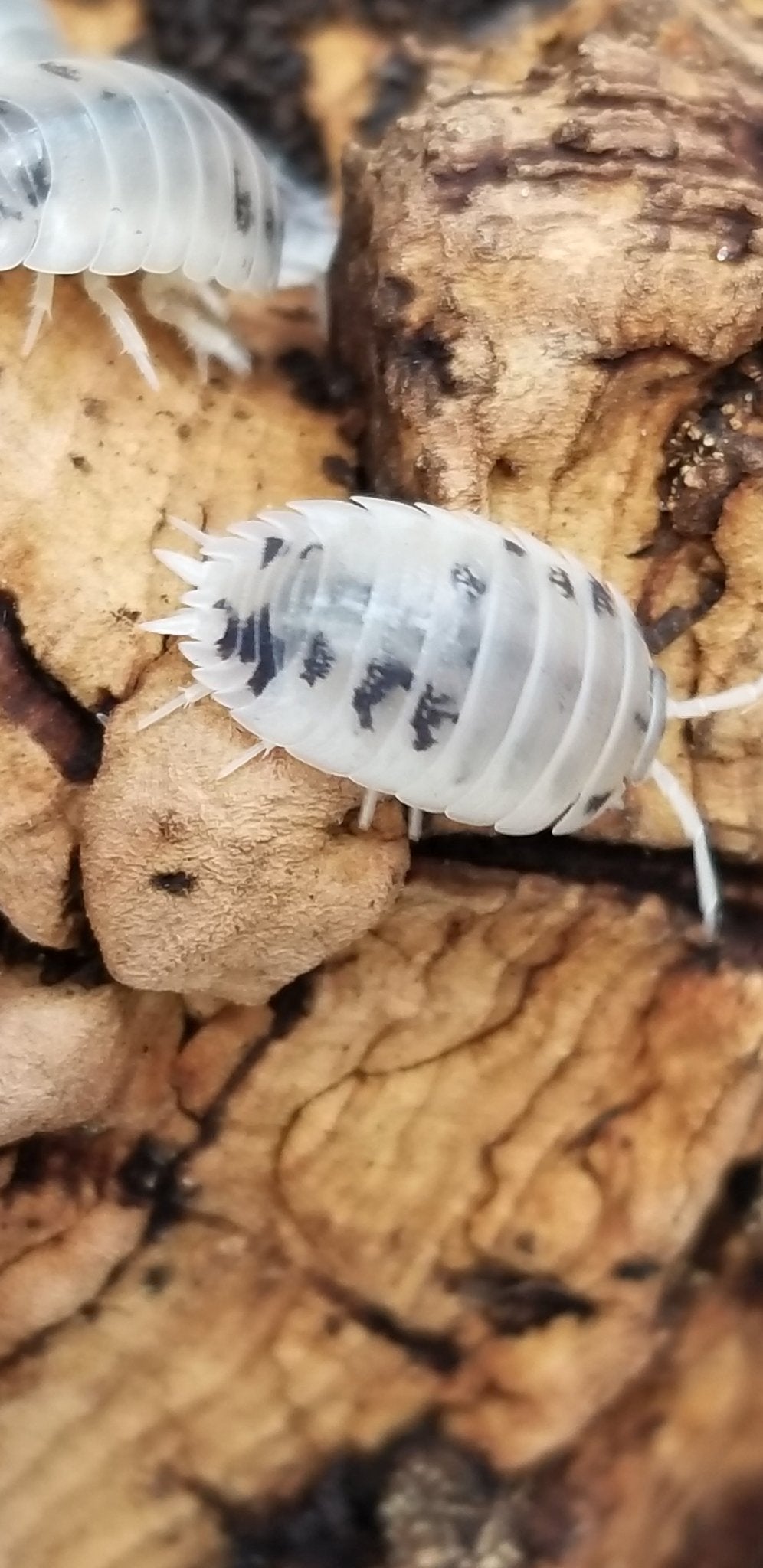 Porcellio laevis "Dairy Cow" - IHEARTBUGS, INC.